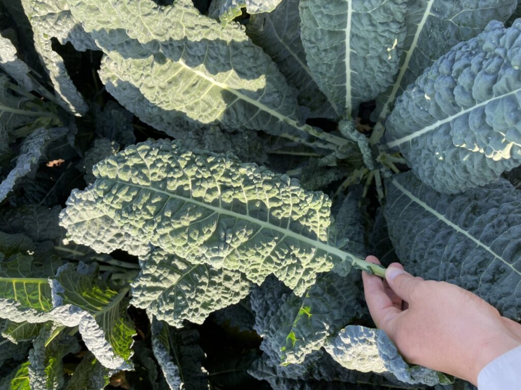 【生産品目のご紹介】ブロッコリーケール｜ナコス ブロッコリーファーム｜三重県津市のおいしいお野菜